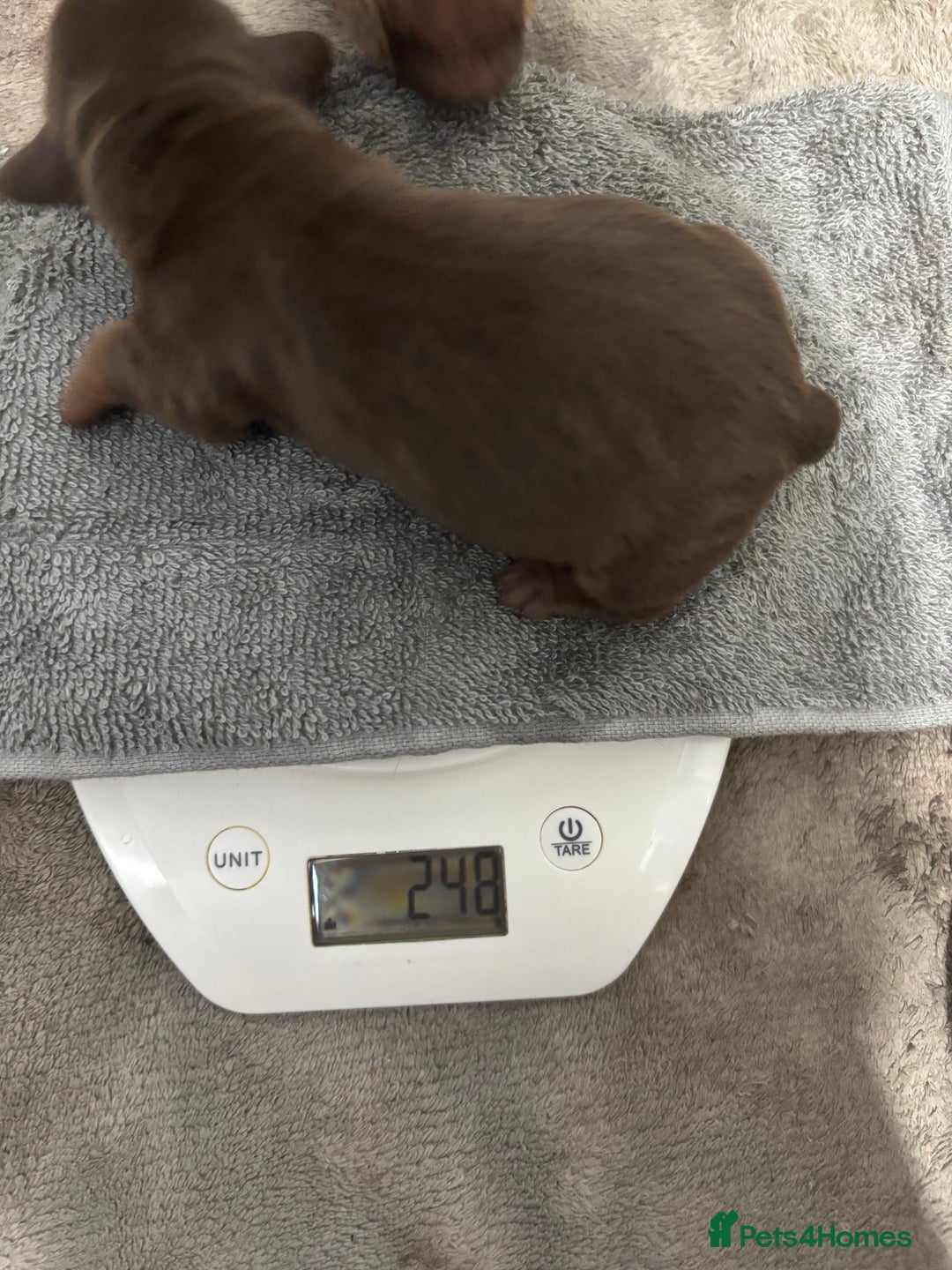 Miniature Dachshund dogs for sale: Miniature dachshund  - Image 10