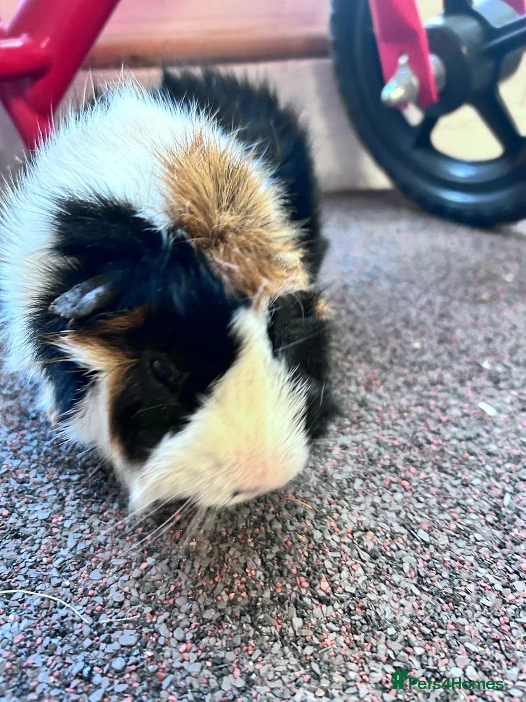 Guinea Pig rodents for sale: Mixed colour  guinea pigs  in Banbury - Advert 2