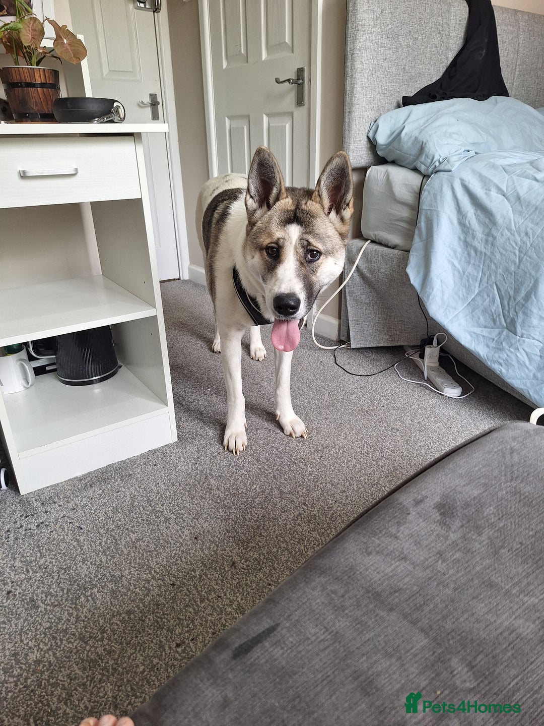 Akita dogs for sale: Loving Akita Purebred Girl - Image 10