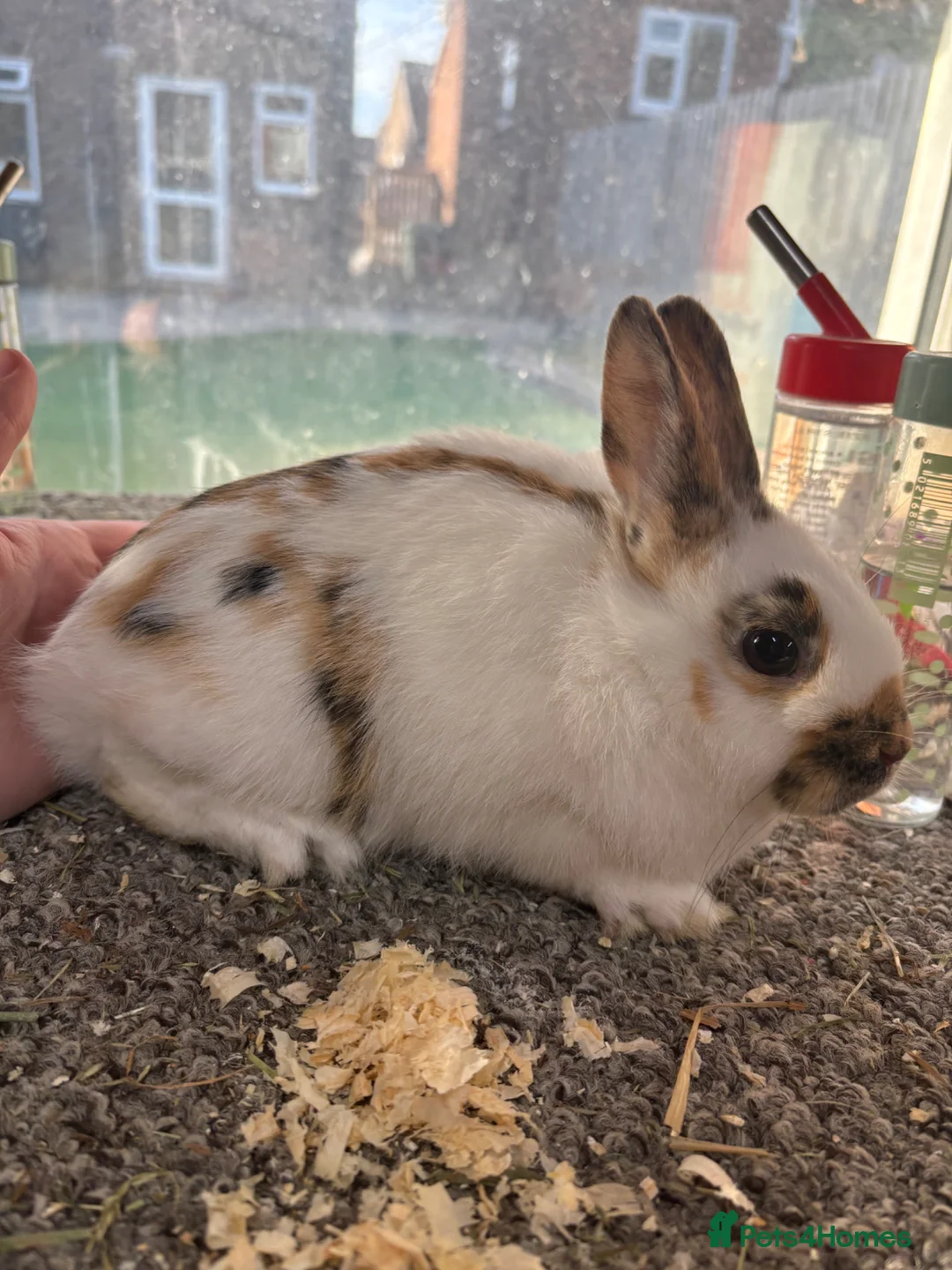 Giant Papillon rabbits for sale: Miniature pappillion doe vaccinated show lines  - Advert 4