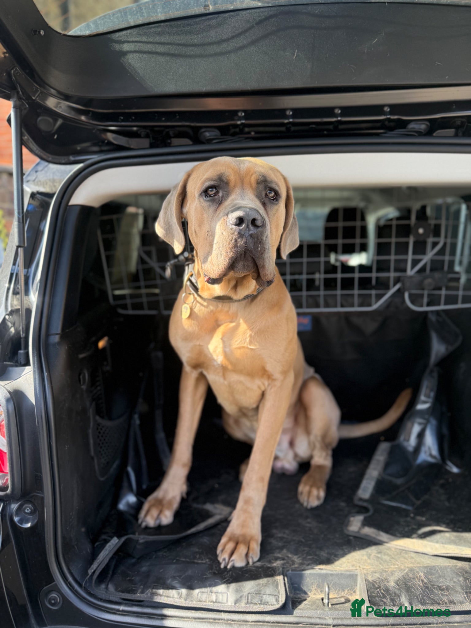 Cane Corso dogs 1.5 year old cane corso  - Advert 17