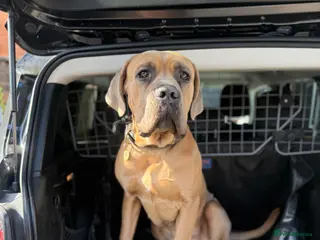 Cane Corso dogs 1.5 year old cane corso - Advert 17