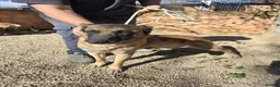 Mixed Breed dogs for adoption: ‼️🚨URGENT🚨‼️ DIEGO💙🐾 - Advert 4