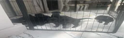 Labrador Retriever dogs for sale: labrador puppies - Advert 4