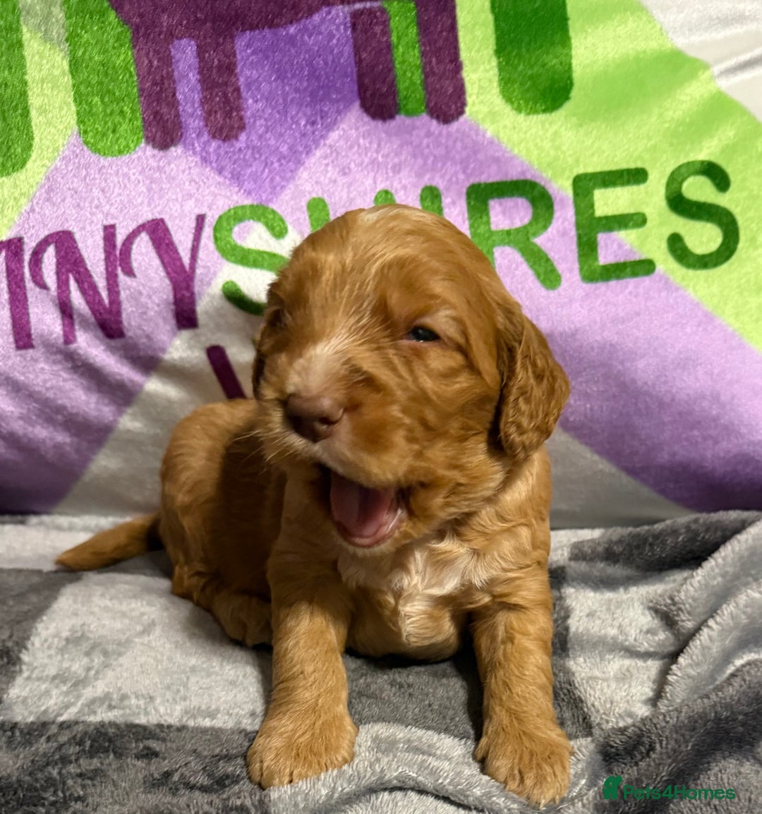 Cockapoo dogs for sale: F1 mini cockapoos fox reds 30 dna health tested  - Advert 8