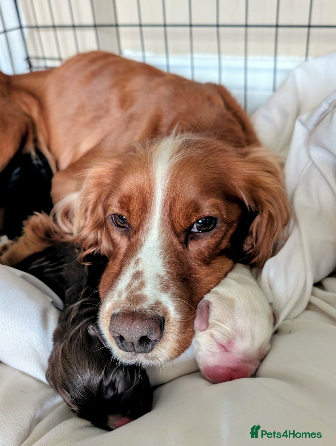 Cocker Spaniel dogs for sale: 🐾 Working Cocker Spaniel Puppies 🐾 - Image 9
