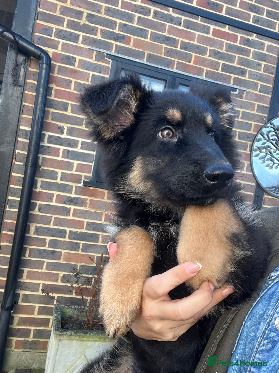 German Shepherd dogs for sale: Outstanding litter KC Reg German Shepherd puppies - Advert 2