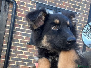 German Shepherd dogs Outstanding litter KC Reg German Shepherd puppies - Advert 13