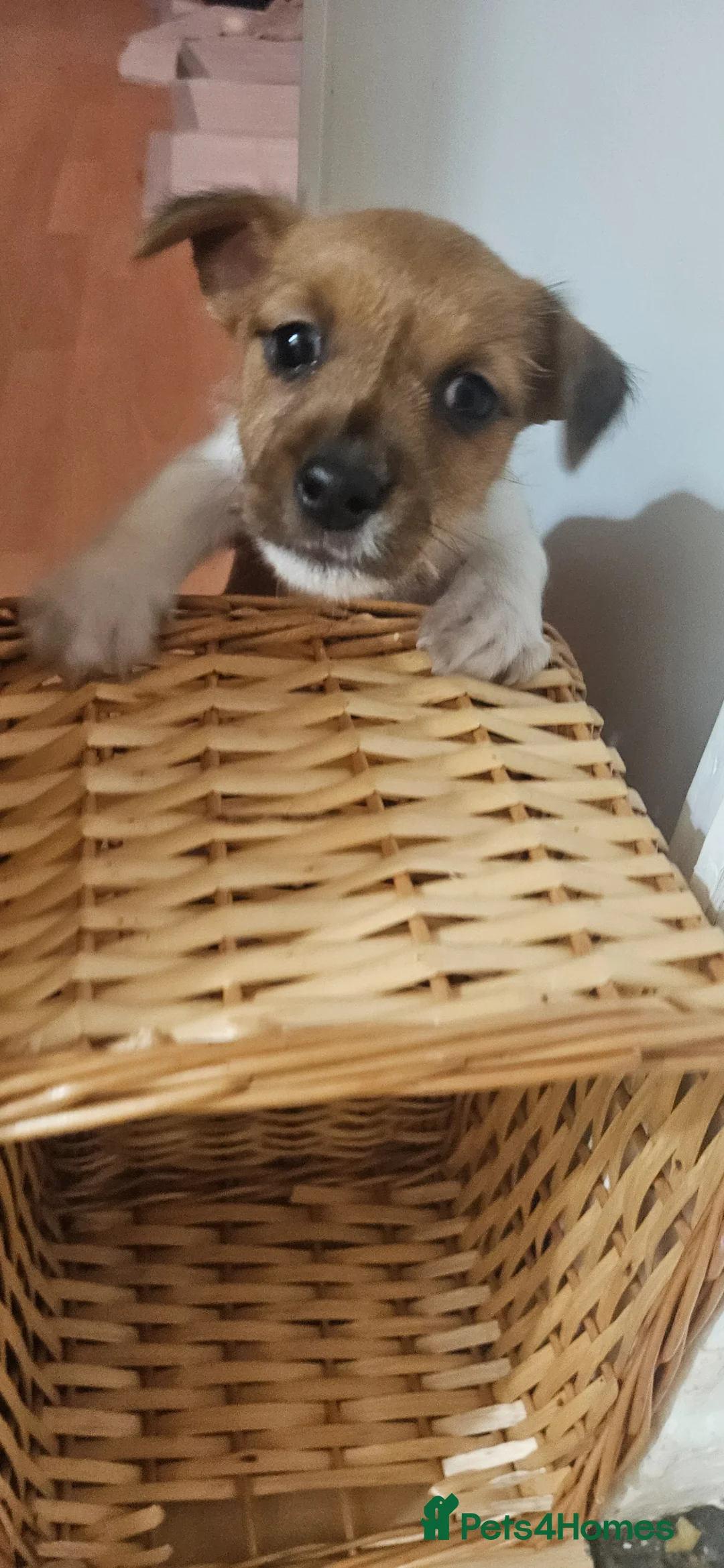 Jack Russell dogs for sale: 1 Female Jack Russell Pup in Liverpool - Advert 2
