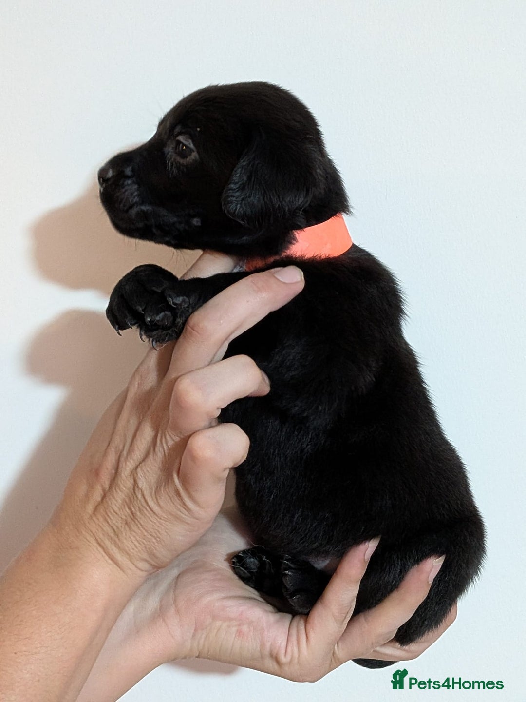 Labrador Retriever dogs for sale: 9 stunning Labrador retrievers 8 weeks old  - Advert 10