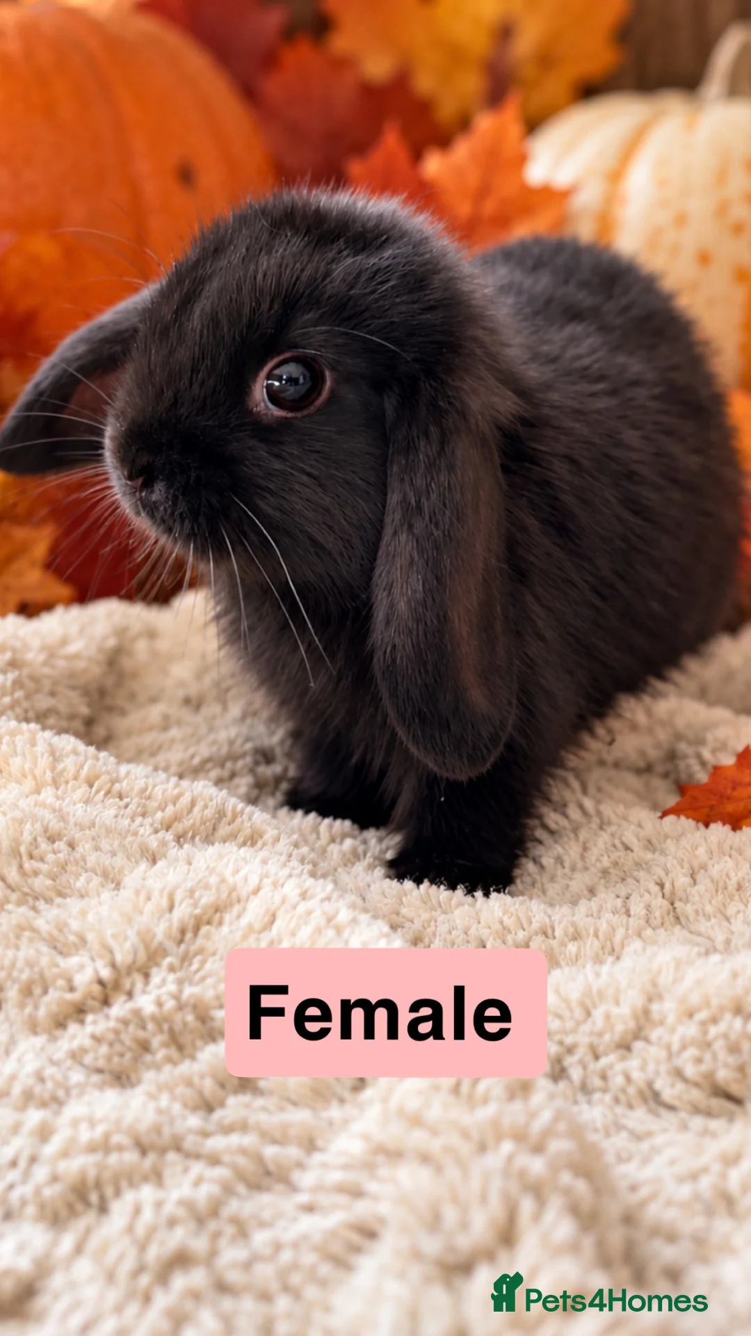 Mini Lop rabbits for sale: 🩶Beautiful Black & Grey Mini Lop Baby Rabbits🖤 in Whitchurch - Advert 2