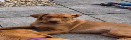 Labrador Retriever dogs for sale: Fox red labradors - Advert 5
