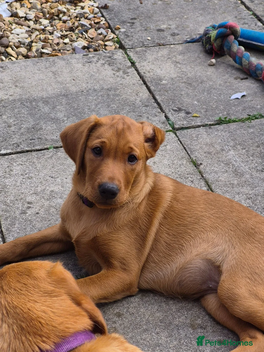 Labrador Retriever dogs for sale: Fox red labradors - Advert 5