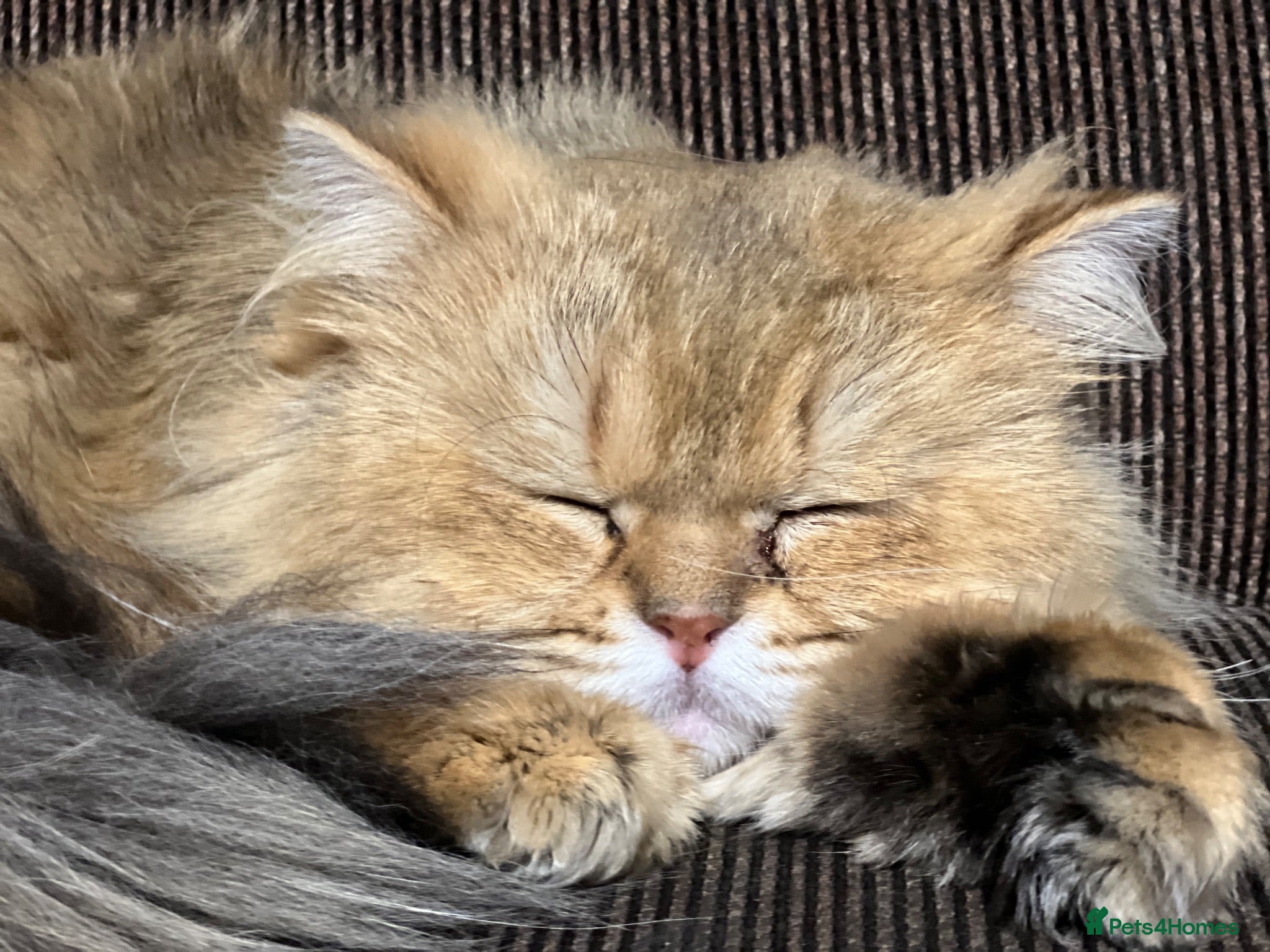 Persian cats FLUFFY PERSIANS READY NOW😻2 left - Advert 1