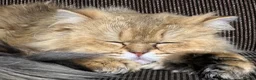 Persian cats for sale: Fluffy Persian kittens 🐱3 left - Advert 14