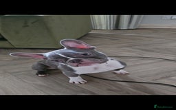 French Bulldog dogs for sale: 🐾 Loving Dog Looking for His Forever Home 🐾 - Image 4
