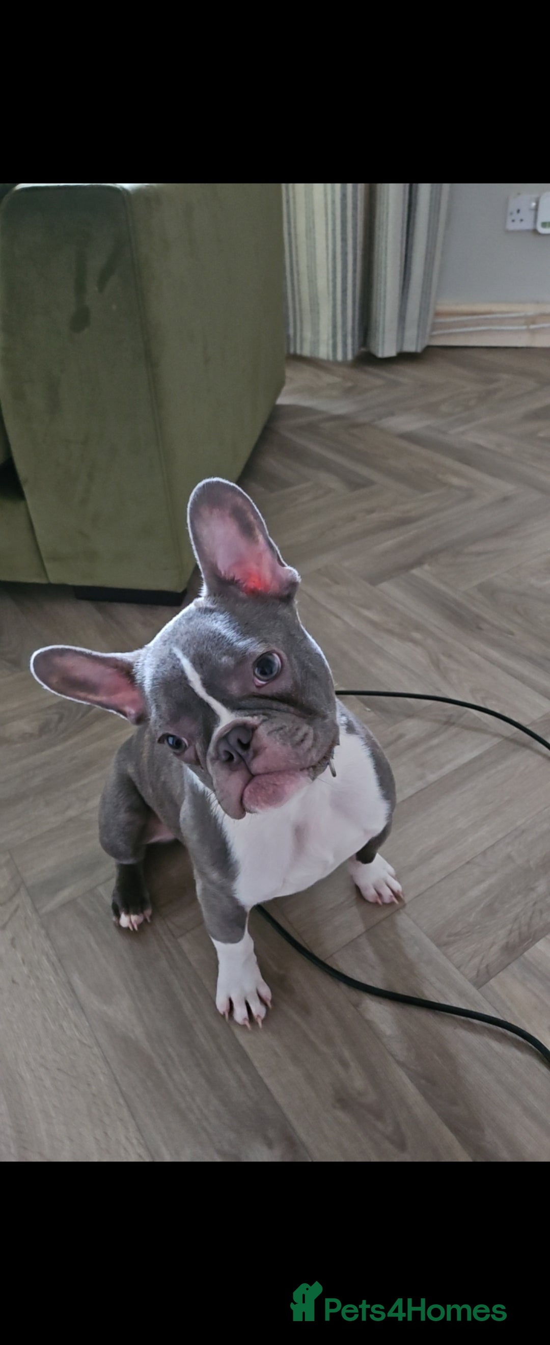 French Bulldog dogs for sale: 🐾 Loving Dog Looking for His Forever Home 🐾 - Image 4