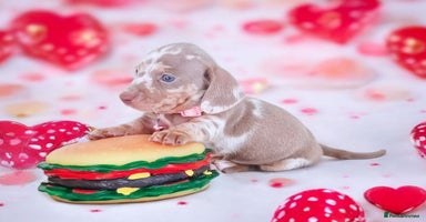 Dachshund dogs - Advert 12