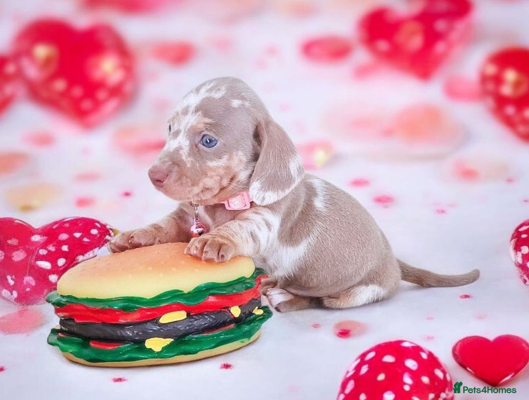 Dachshund dogs for sale: BLUE DAPPLE FEMALE AVAILABLE  - Image 1