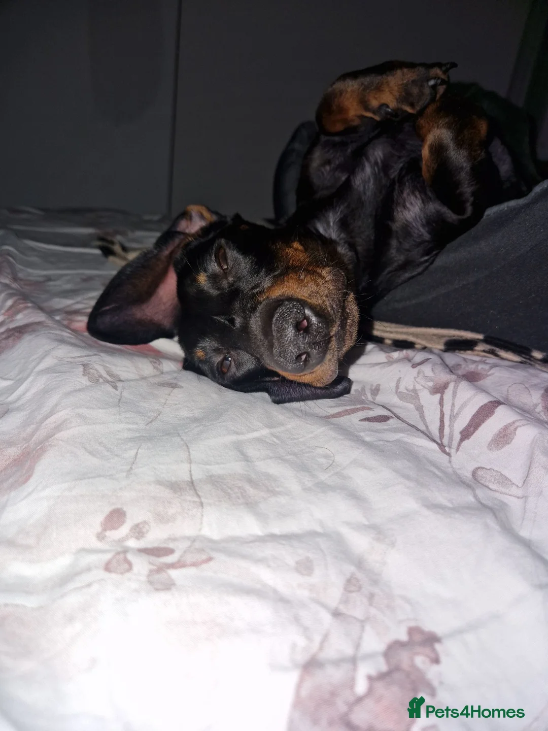 Dachshund dogs for sale: Dachshund Milo - Advert 10