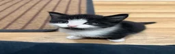 Mixed Breed cats for sale: 9 Beautiful Kittens Ready for Loving Homes - Advert 2