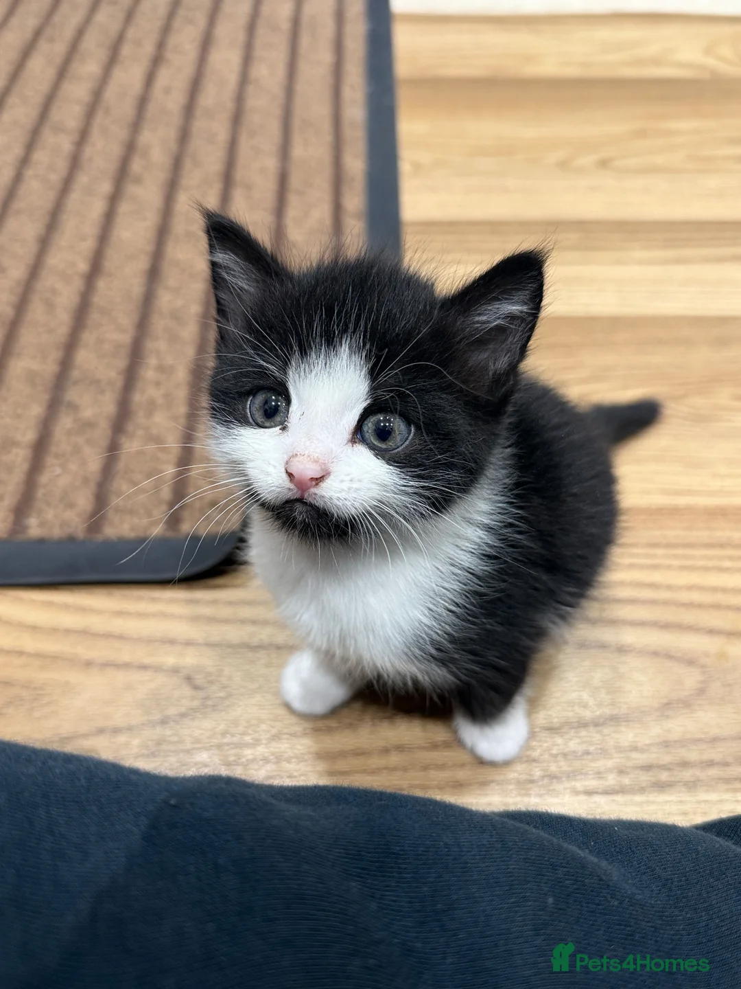 Mixed Breed cats for sale: 9 Beautiful Kittens Ready for Loving Homes - Advert 2