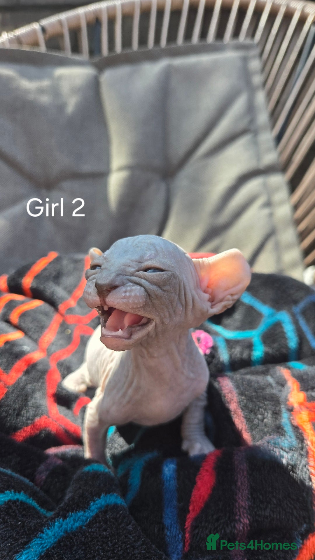 Sphynx cats for sale: Elf Sphynx Kittens  - Image 13