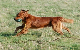 Golden Retriever dogs for sale: 🌟Gorgeous Golden Retriever Puppies🌟 - Image 15
