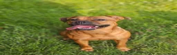 Mixed Breed dogs for sale: Dogue de bordeaux x cane corso in Gatwick - Advert 2