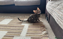 Bengal cats for sale: TICA registered bengal kittens!🐱 - Image 38