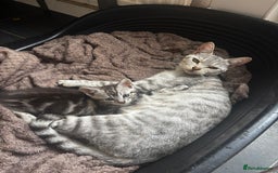 Bengal cats for sale: Silver Bengal cross - Image 2