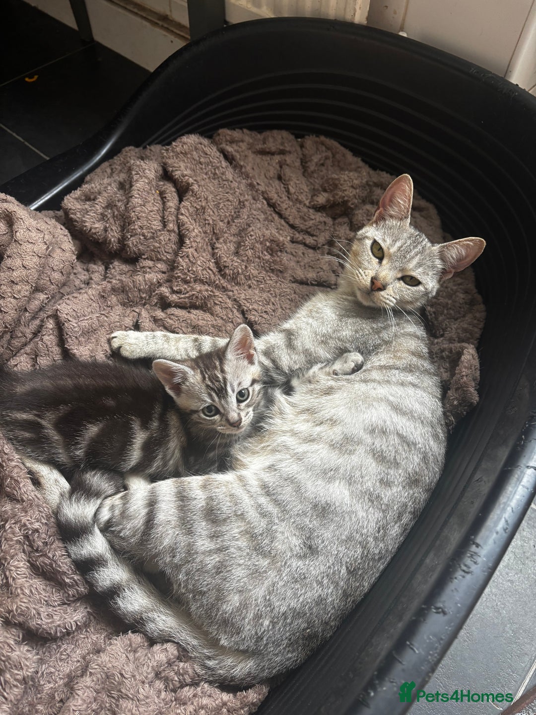 Bengal cats for sale: Silver Bengal cross - Image 2