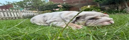 English Bulldog dogs for sale: Top Quality English Bulldog Pups Not Your Usual  in Colchester - Advert 10