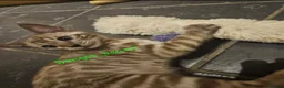 Bengal cats for sale: Snow mink bengals ready now - Advert 10