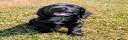 Cocker Spaniel dogs for sale: Ready now, black male pedigree cocker spaniel pup - Advert 12
