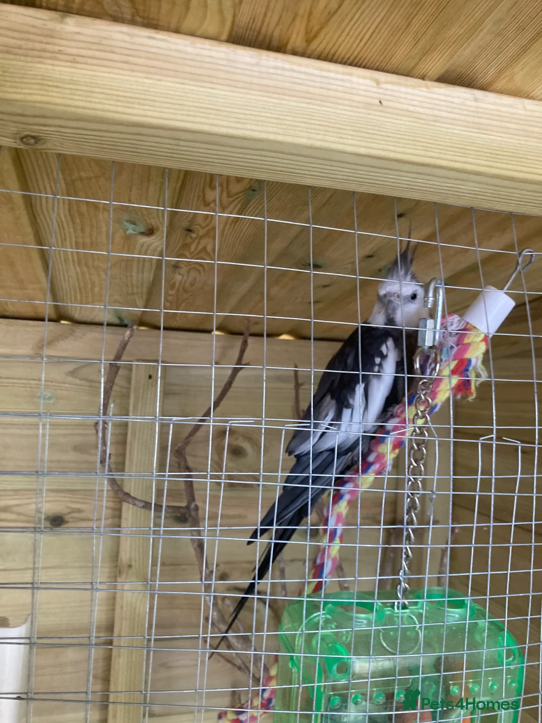 Cockatiels birds for sale: Cockatiels Male and Female - Advert 2