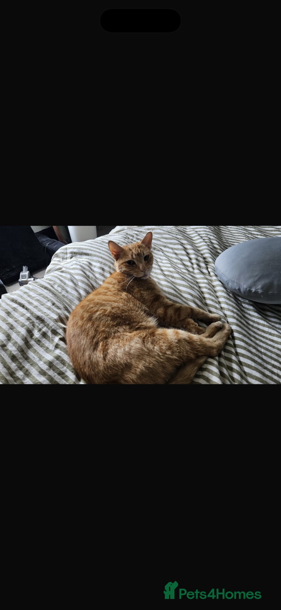 Mixed Breed cats Lovely Ginger Male cat - Advert 11