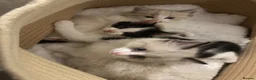 Mixed Breed cats for sale: 1 mother and 3 adorable kittens  - Advert 1