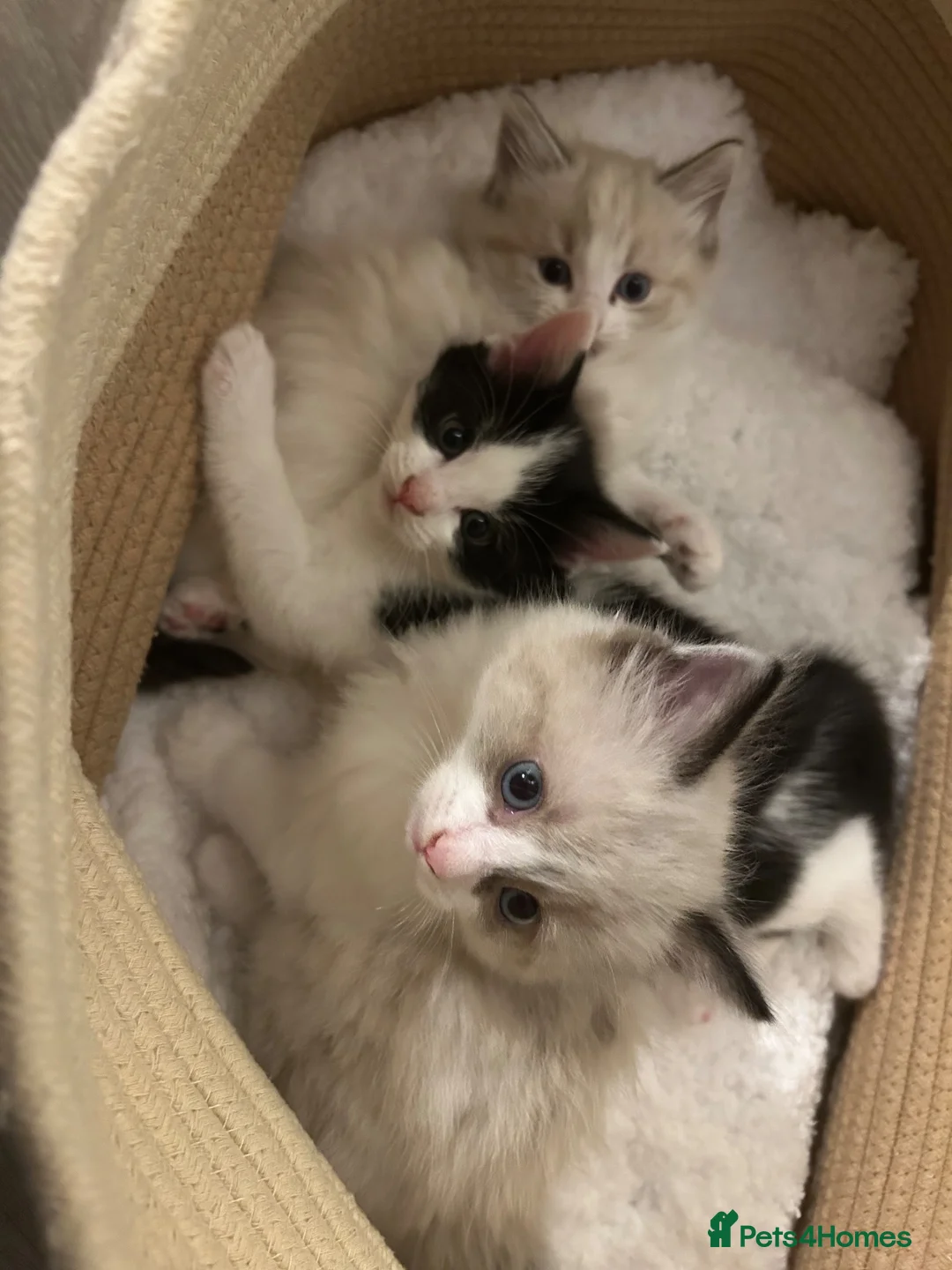 Mixed Breed cats for sale: 1 mother and 3 adorable kittens  - Advert 1