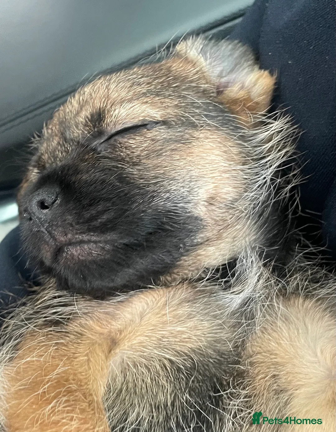 Border Terrier dogs for sale: Border terrier puppies  - Advert 7