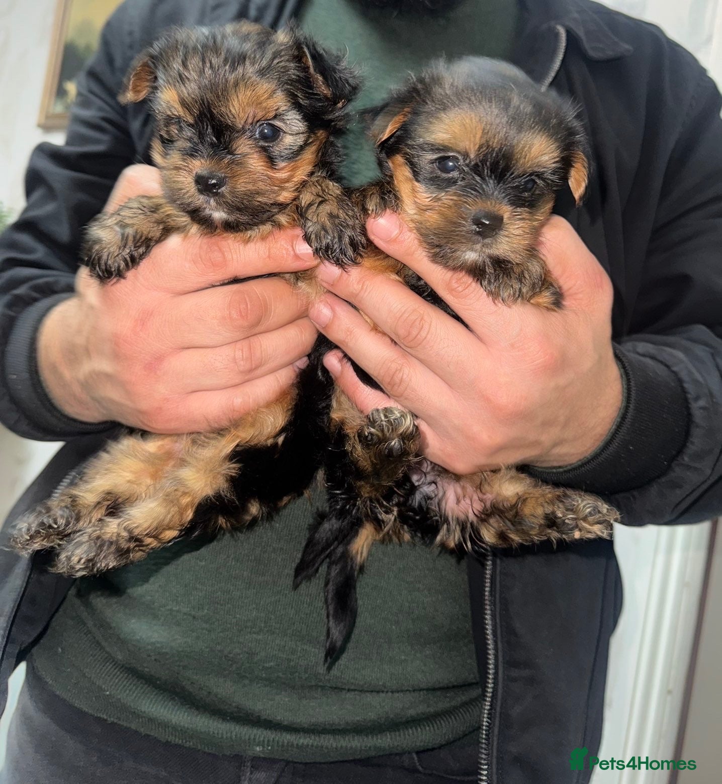 Yorkshire Terrier dogs for sale: Cute mini yorkies - Advert 1