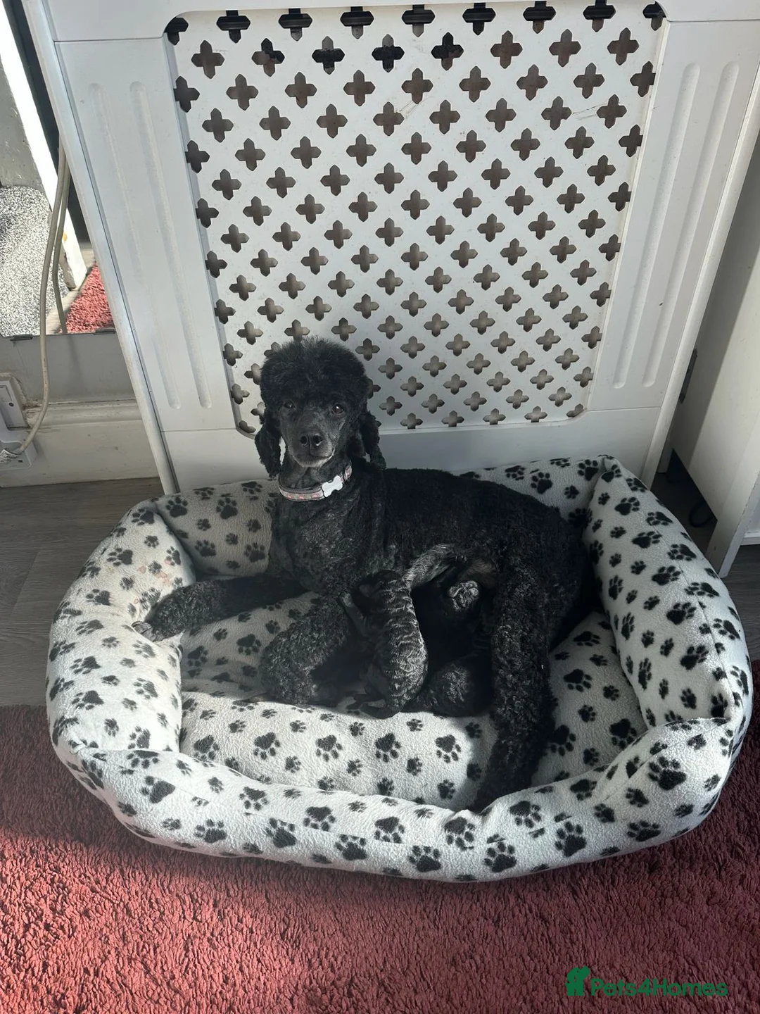 Miniature Poodle dogs for sale: Stunning Miniature Poodles from Proven Bloodlines - Advert 2