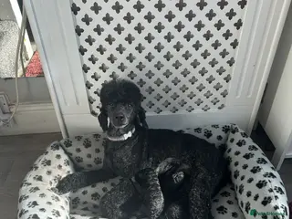 Miniature Poodle dogs Stunning Miniature Poodles from Proven Bloodlines - Advert 4