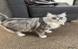 Maine Coon cats for sale: Ciri  - Image 10