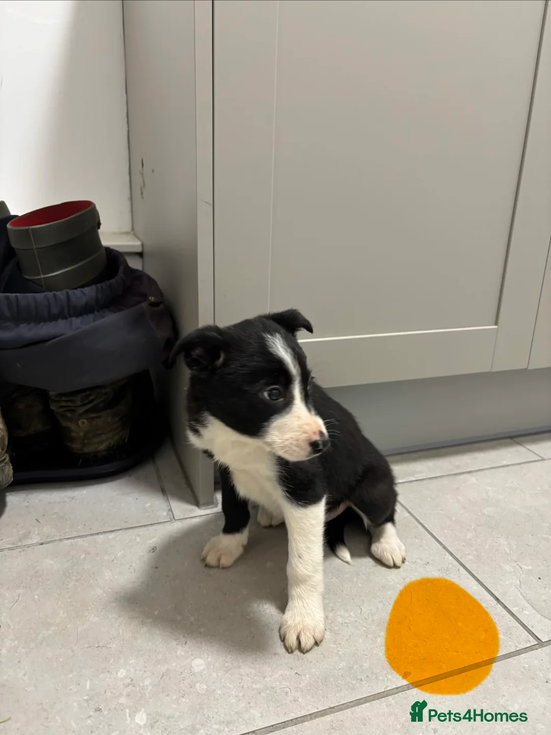 Border Collie dogs for sale: Border Collie puppies for sale - Advert 9