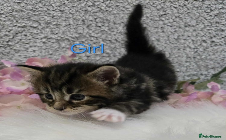 Maine Coon cats - Advert 1