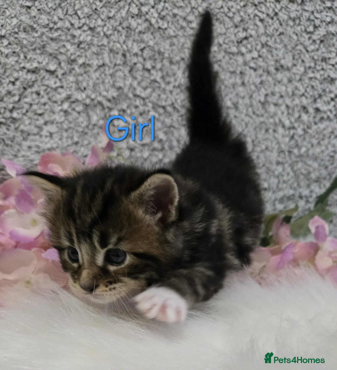 Maine Coon cats for sale: 6 Maine Coone kittens. - Image 1