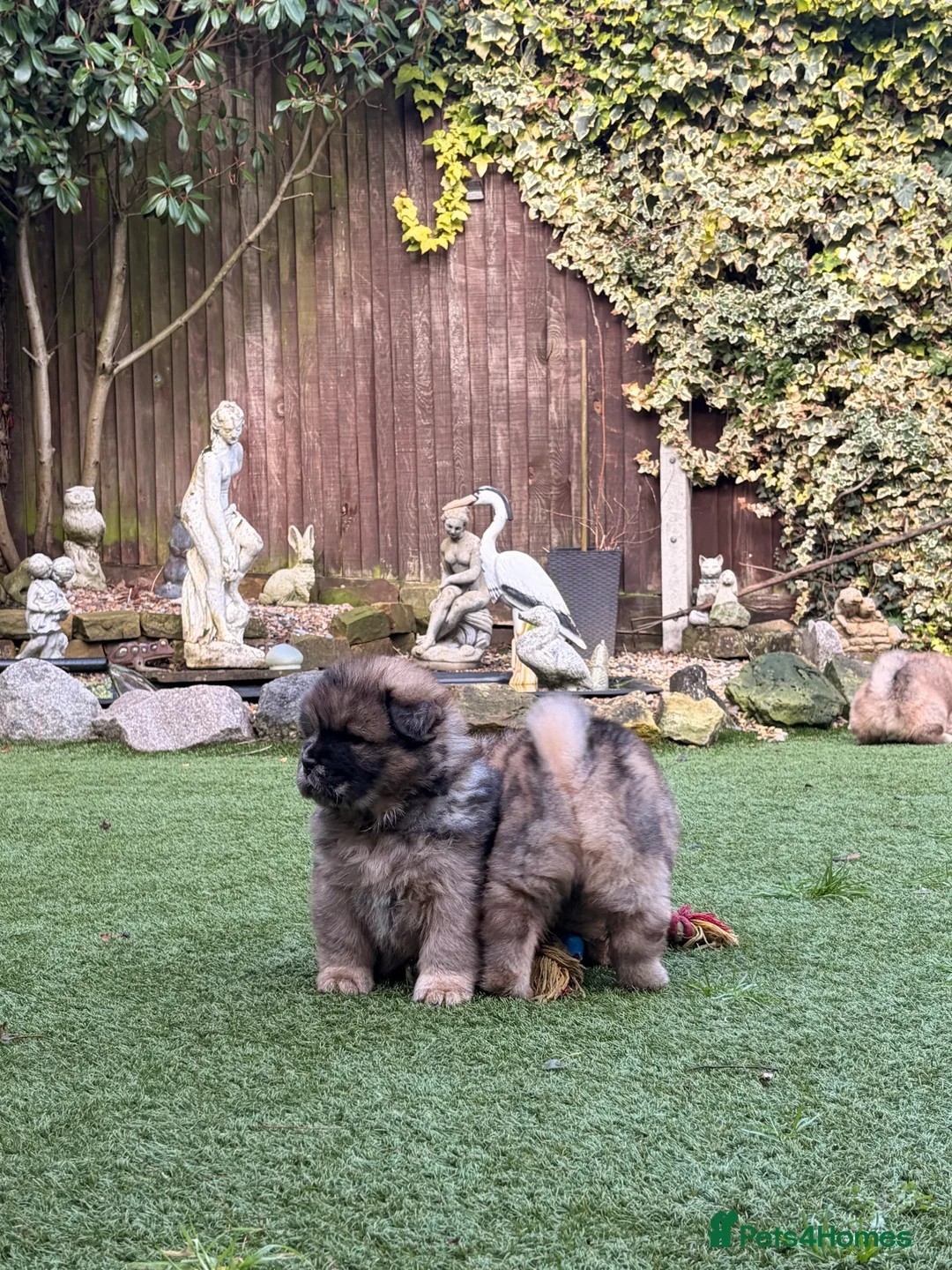 Chow Chow dogs for sale: 2 LEFT Merle Chowchow Puppies  - Advert 8