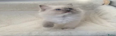 Ragdoll Kitten 2