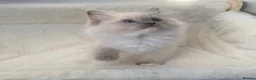 Ragdoll cats for sale: CHAMPION BLOODLINE RAGDOLL KITTENS 🥇🏅 - Advert 24